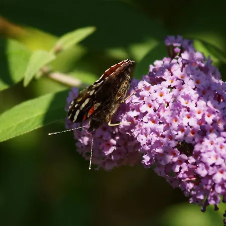 Schneider Apartamento *